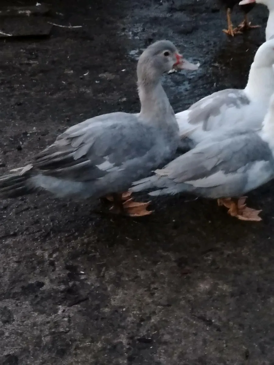 Young roosters and drakes - Image 2