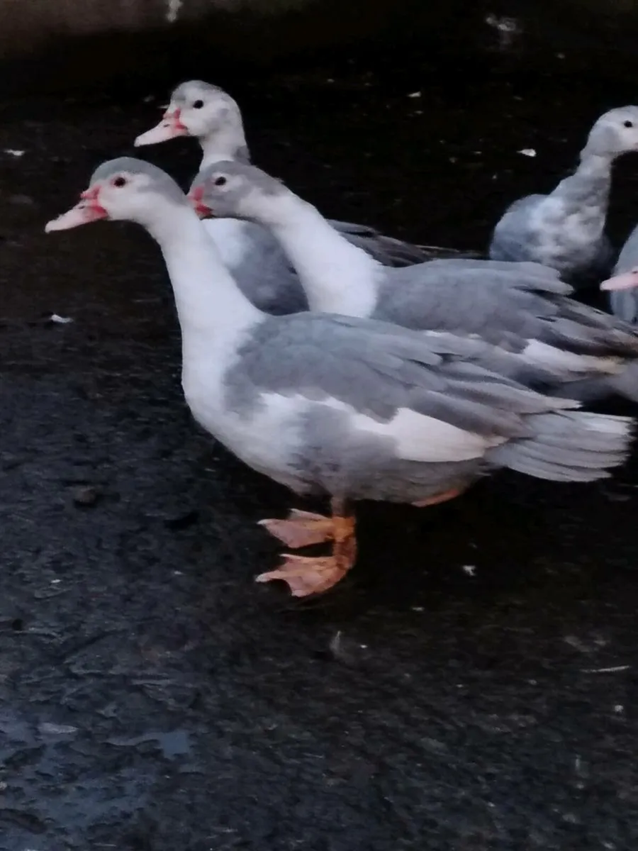 Young roosters and drakes - Image 3