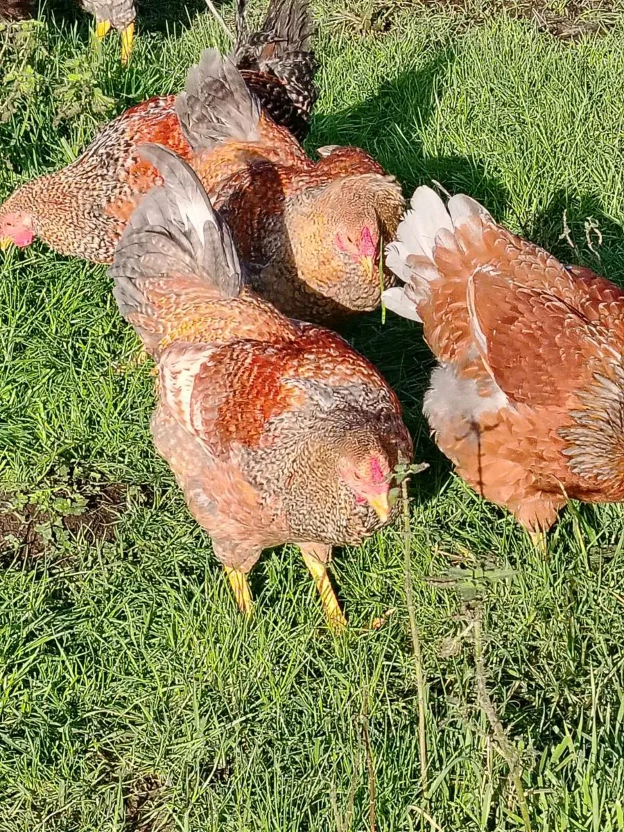 Young roosters and drakes - Image 4