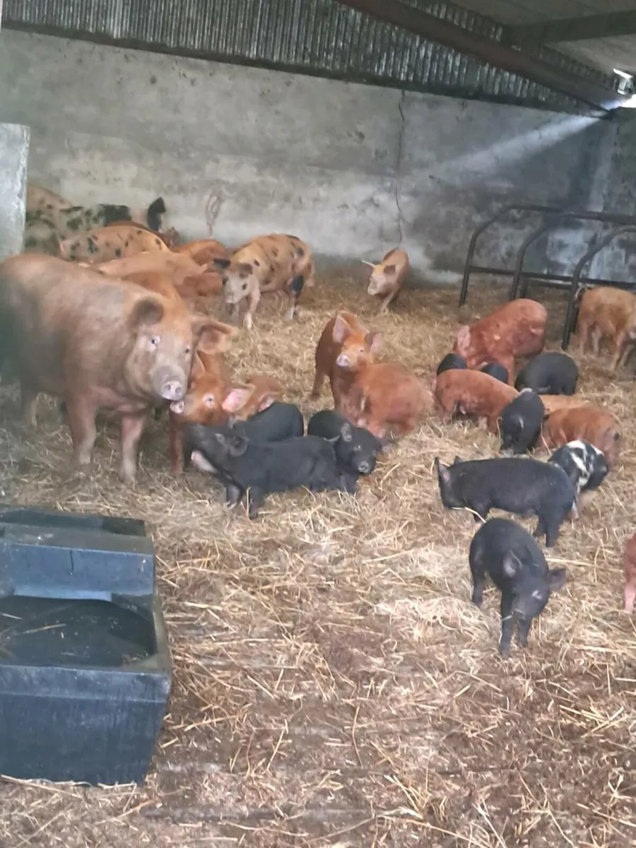 Finished pigs Finishers weaners and piglets - Image 2
