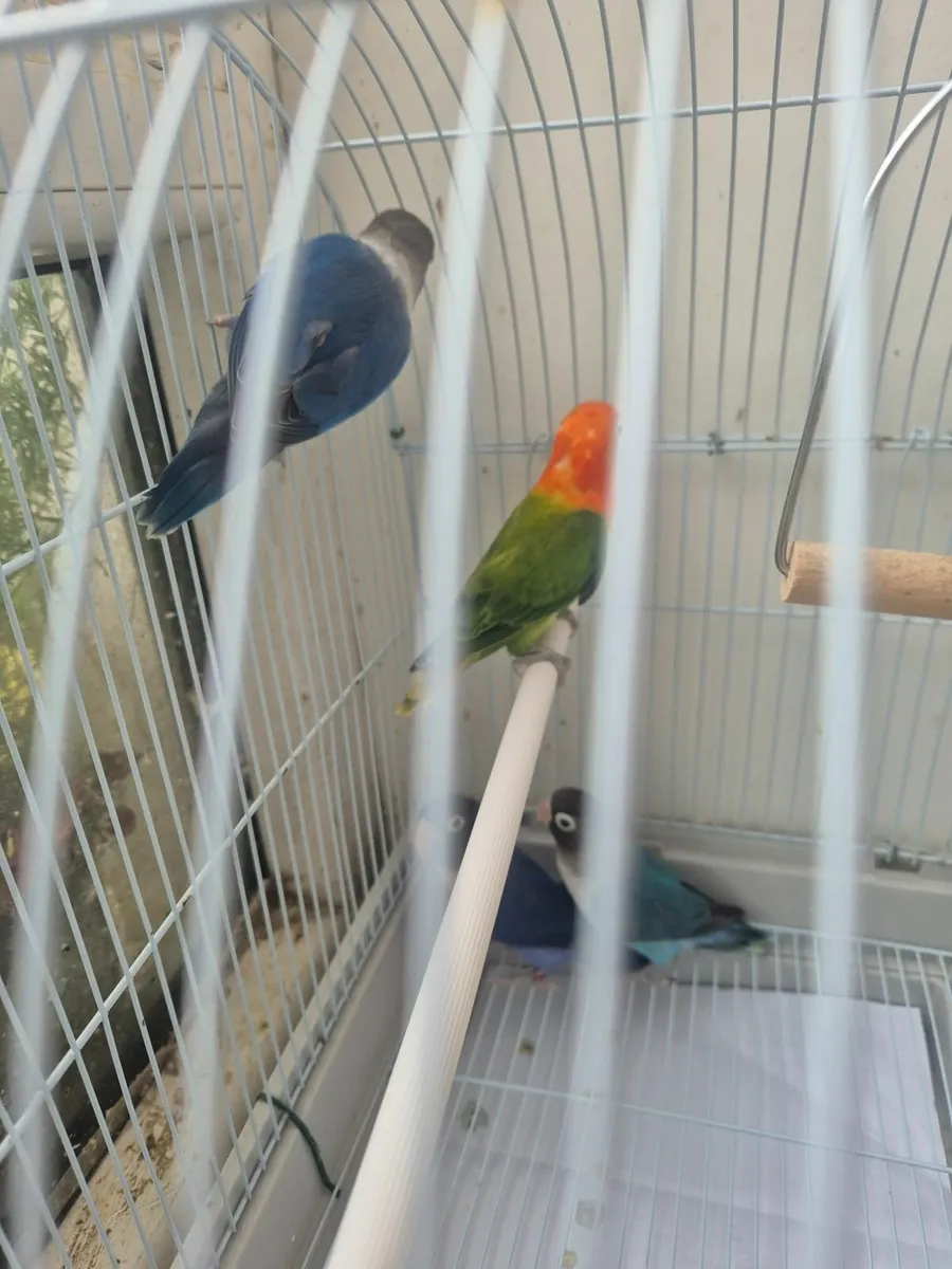 Lovebird - Image 3