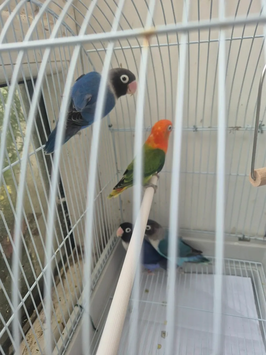 Lovebird - Image 4