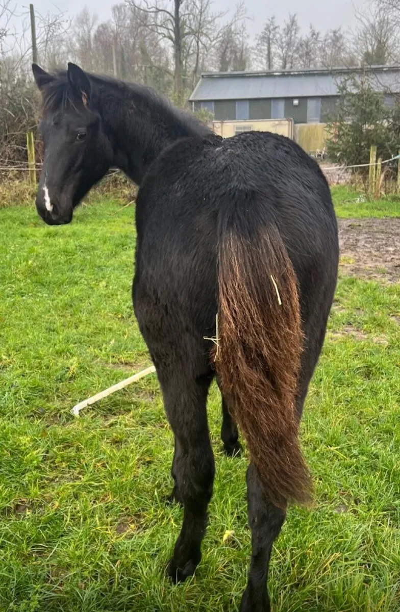 3 Incredible Bloodline foals 2 colts and 1 filly - Image 1