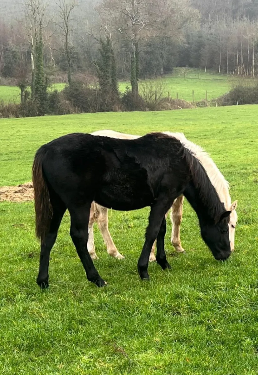 3 Incredible Bloodline foals 2 colts and 1 filly - Image 2
