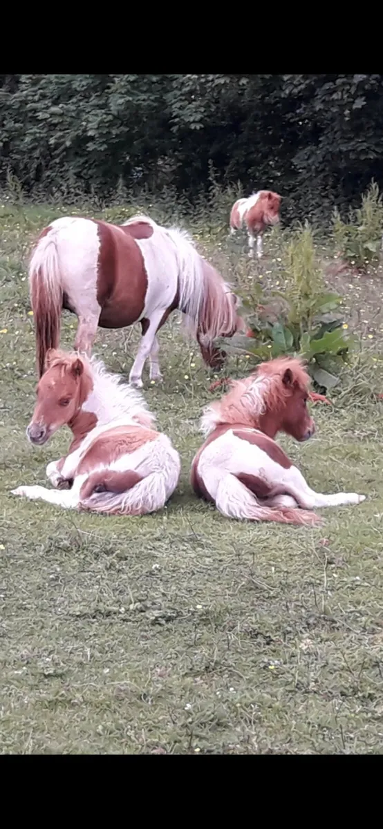 Miniature Foals - Image 1