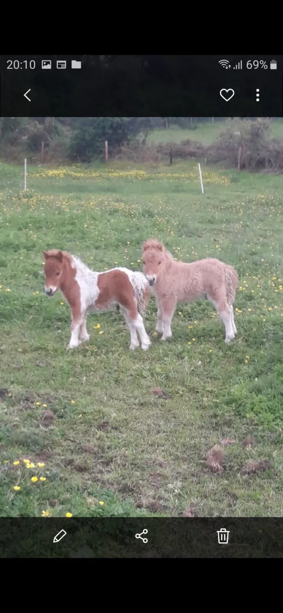 Miniature Foals - Image 2