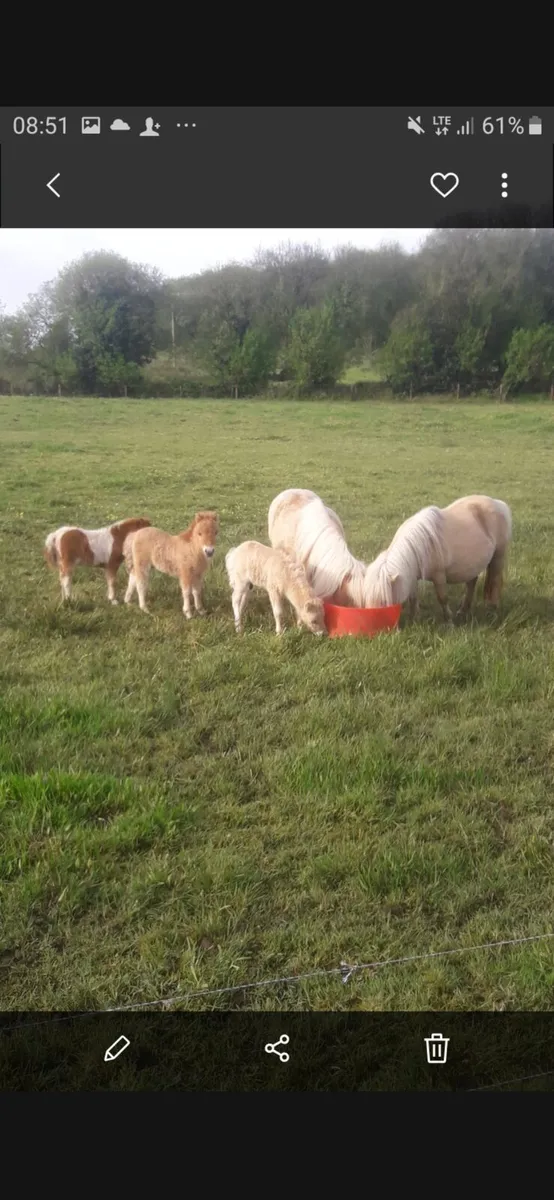 Miniature Foals - Image 3