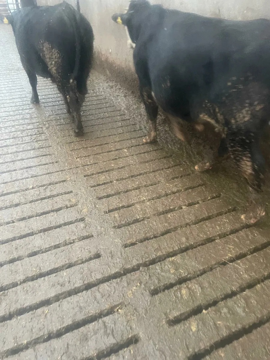 35 AAX bulls Enniscorthy Mart 9th December - Image 2