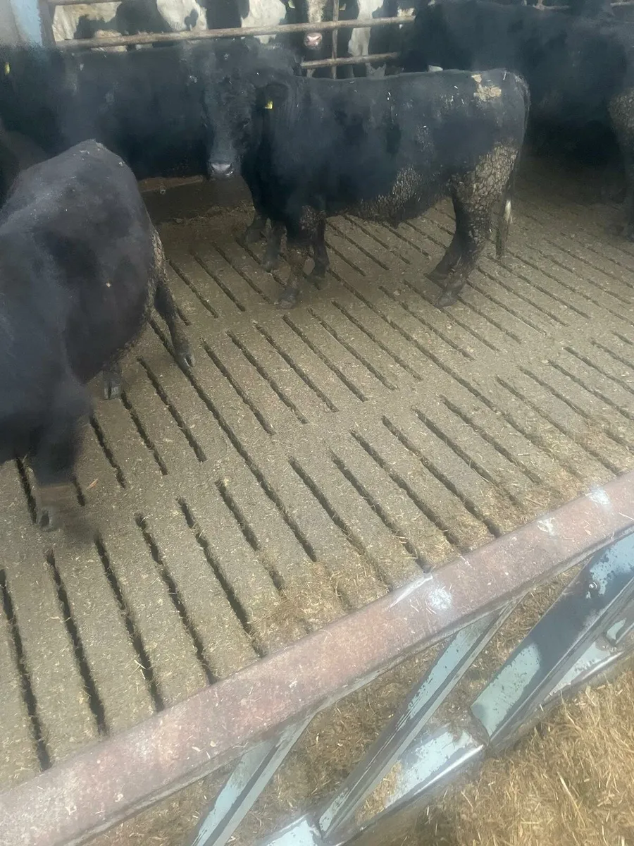 35 AAX bulls Enniscorthy Mart 9th December - Image 3