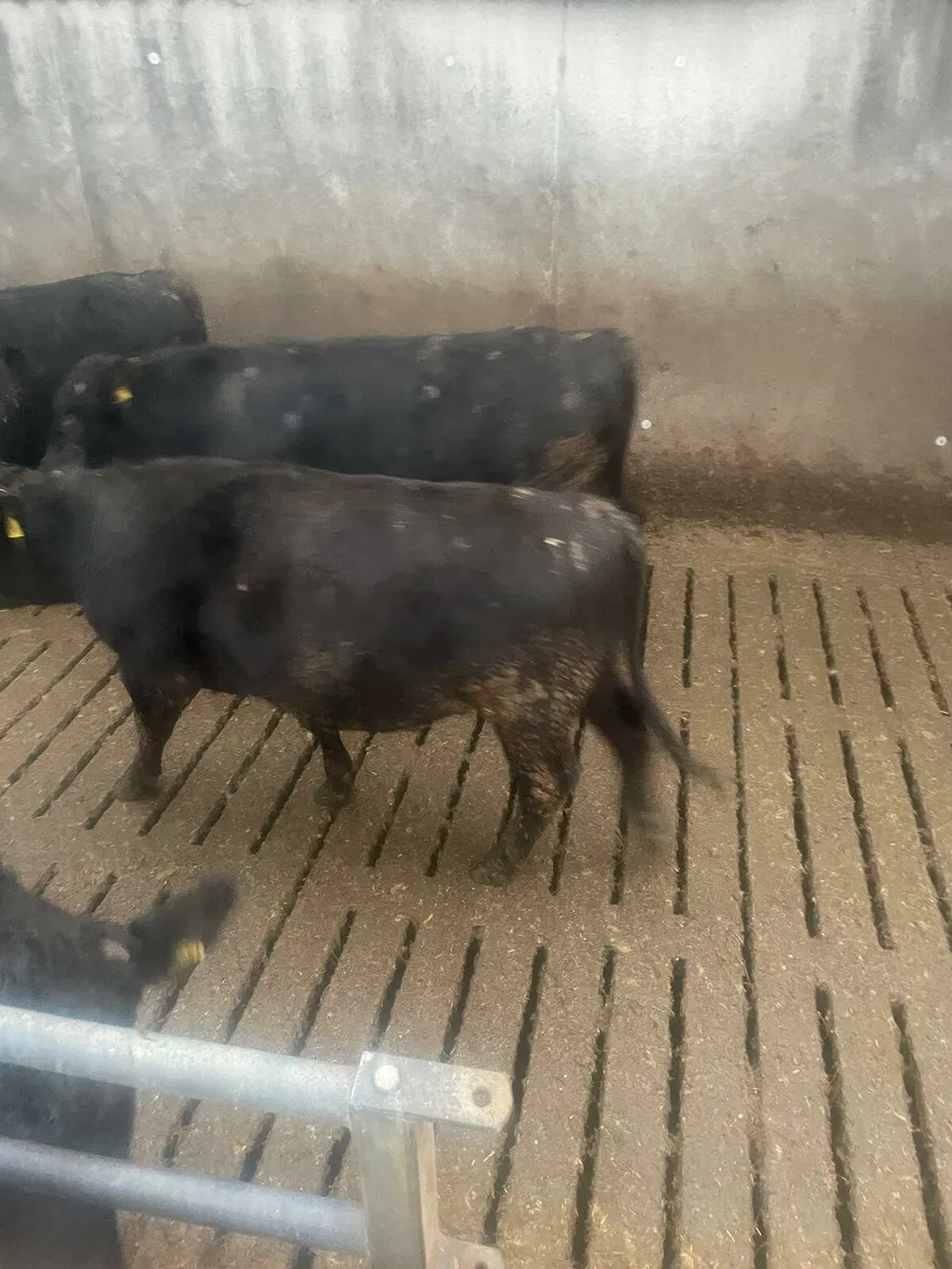 35 AAX bulls Enniscorthy Mart 9th December - Image 4