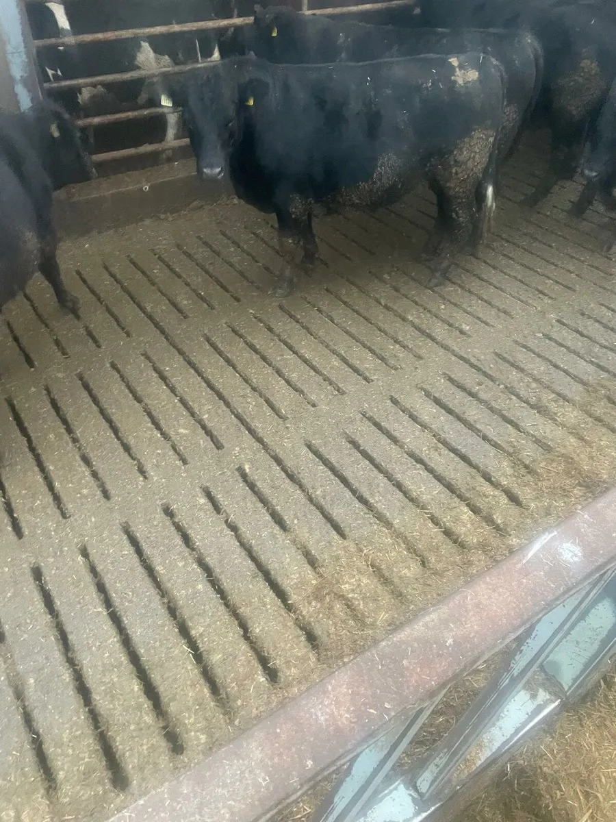 35 AAX bulls Enniscorthy Mart 9th December - Image 1