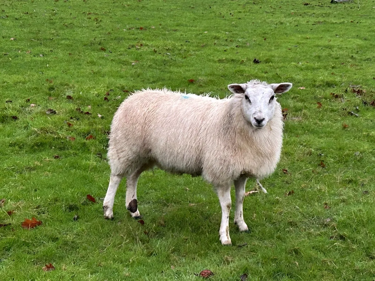 Sheep - Image 1