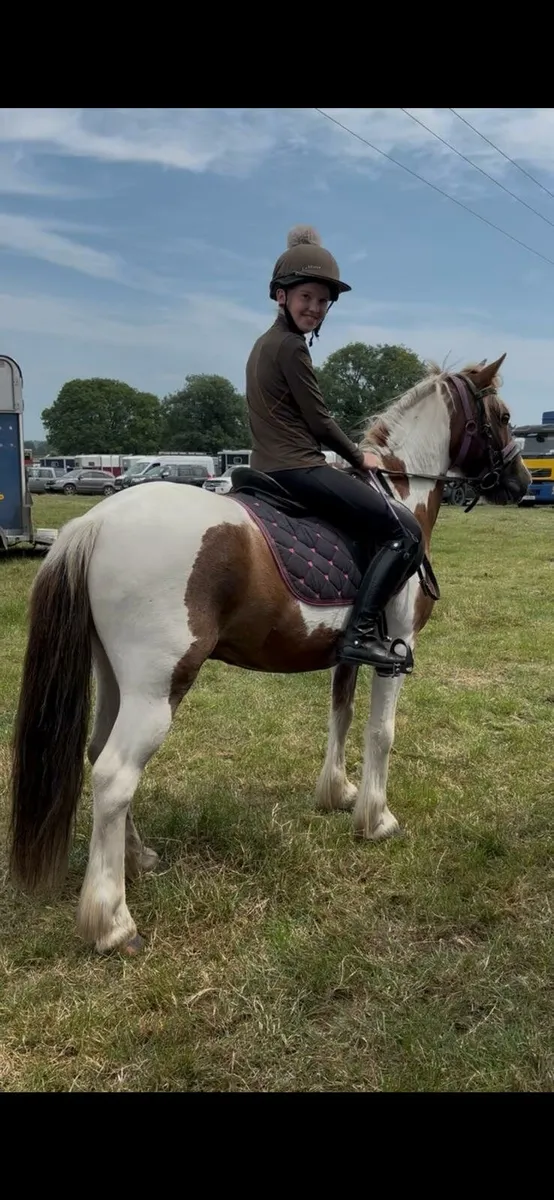 9 yr old Pony - Image 1