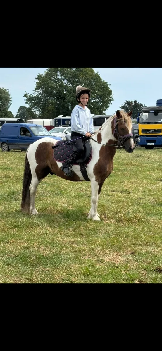 9 yr old Pony - Image 2