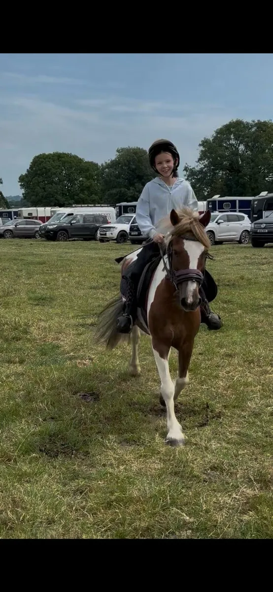 9 yr old Pony - Image 3