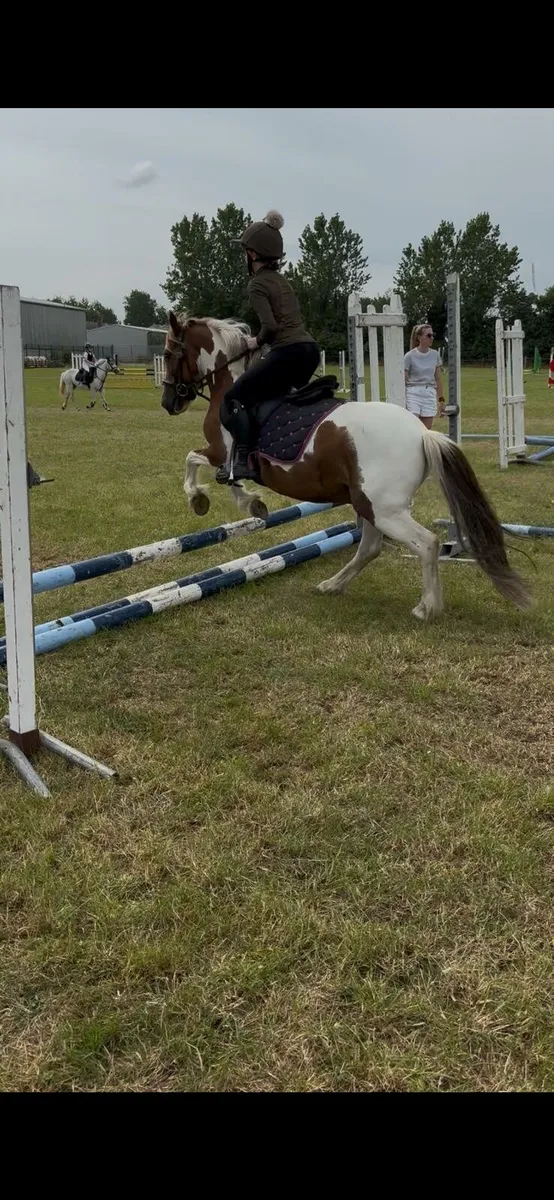 9 yr old Pony - Image 4
