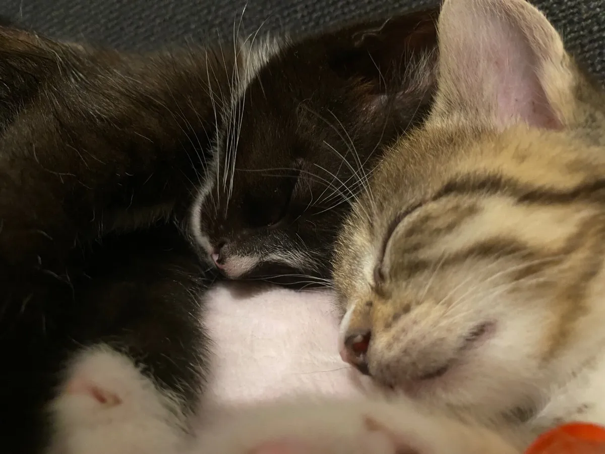 Christmas Kittens - Image 2