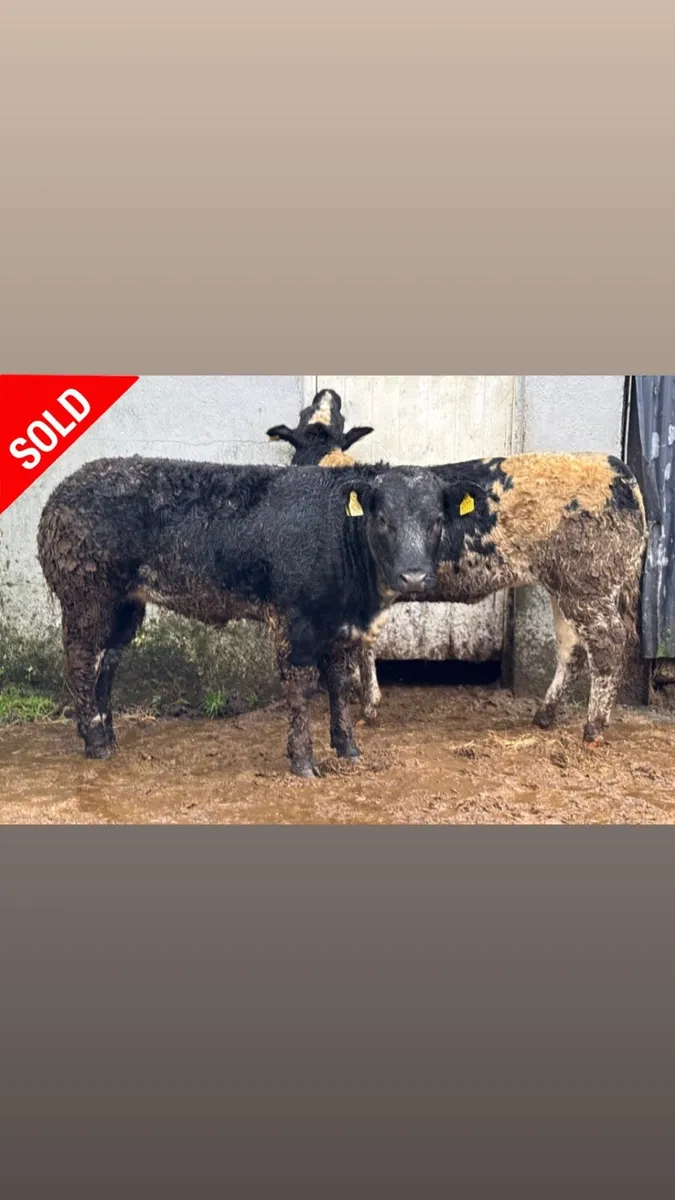 ⭐️2 Show Ai bred Blue Breeding heifers⭐️ - Image 1