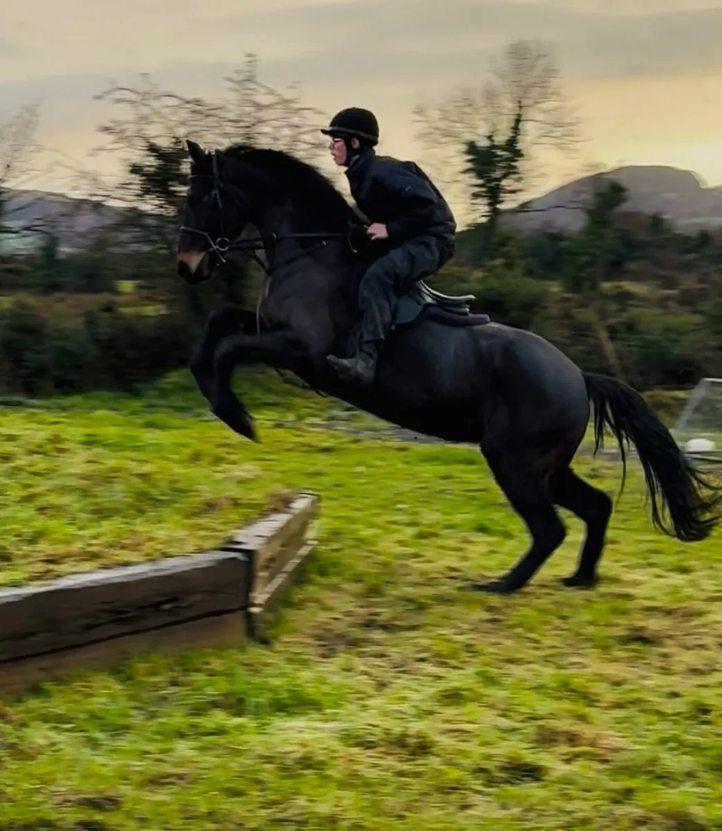 Perfect riding club or Hunter horse - Image 1