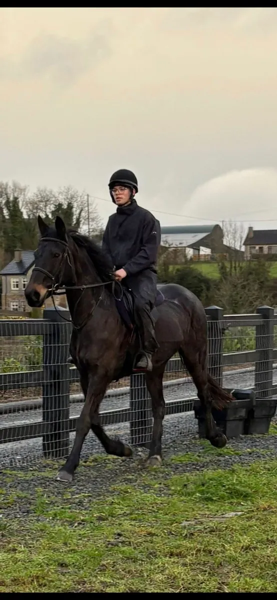 Perfect riding club or Hunter horse - Image 3