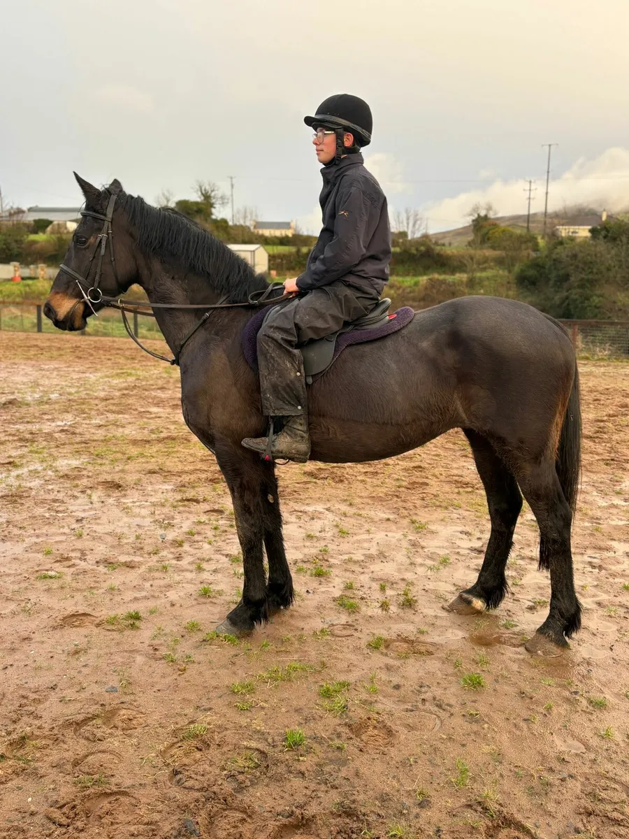 Perfect riding club or Hunter horse - Image 4