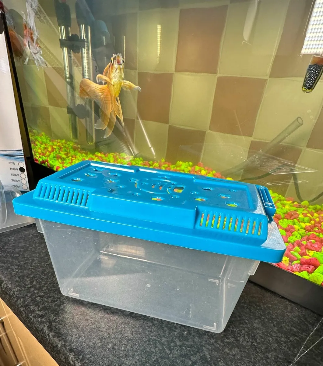 Fish Tank - Oranda Fish & accessories - Image 4