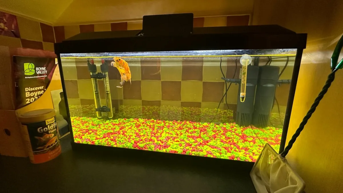 Fish Tank - Oranda Fish & accessories - Image 2