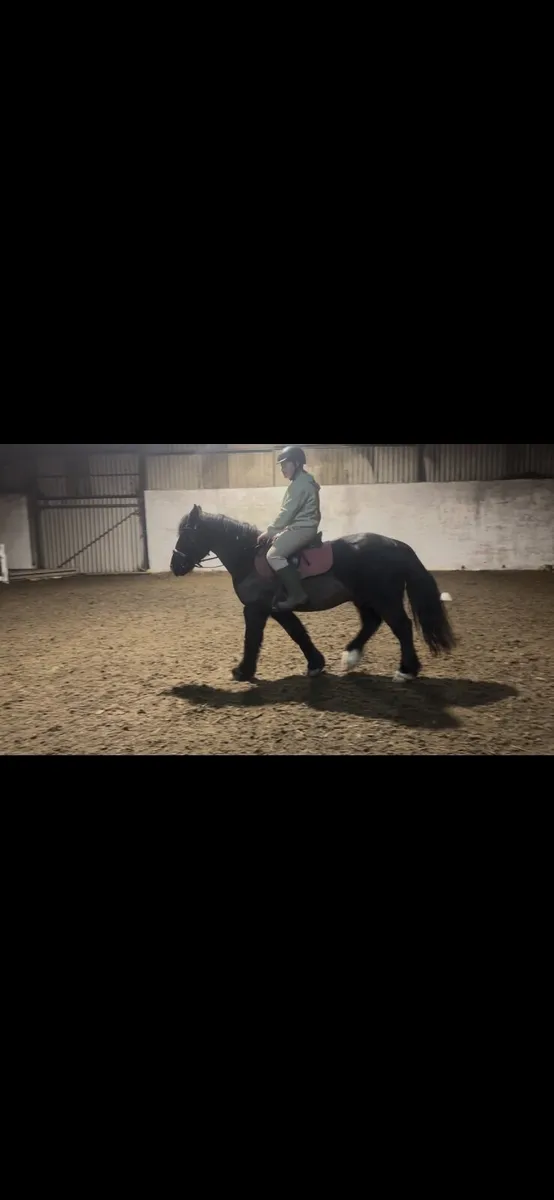 13.2hh Pony - Image 2