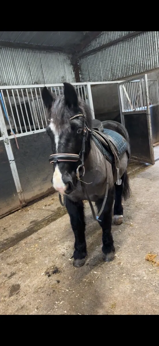 13.2hh Pony - Image 3