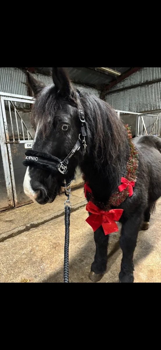 13.2hh Pony - Image 1