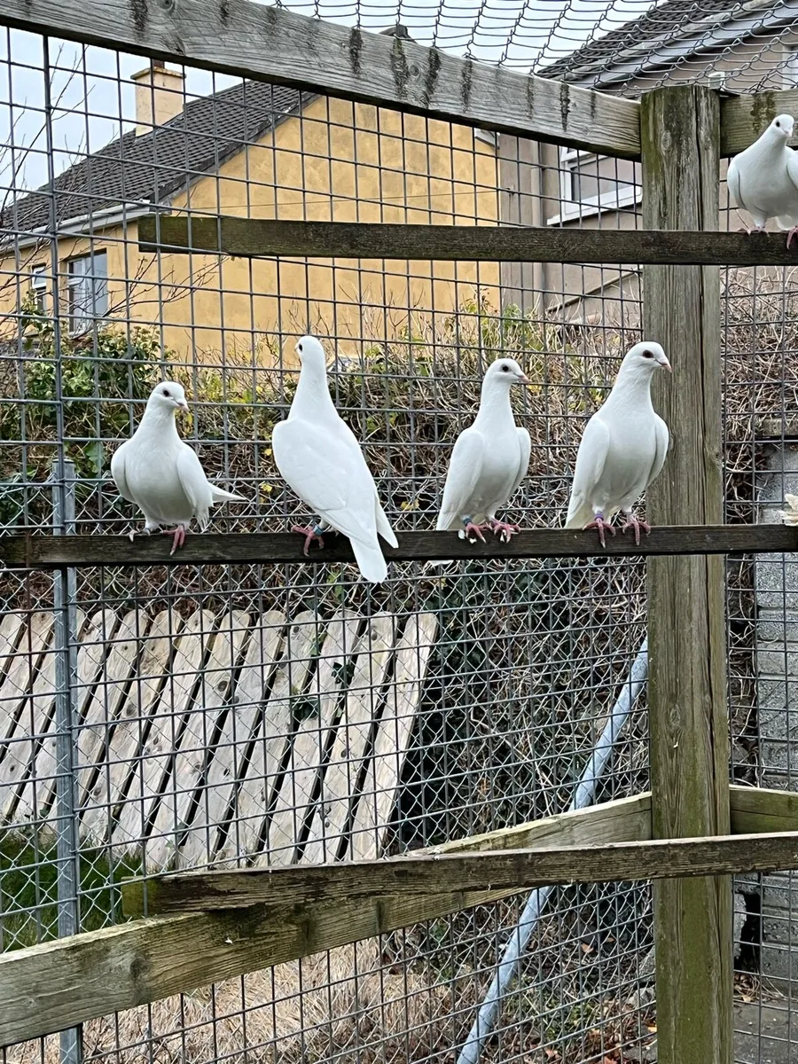 White Logan pigeons - Image 1