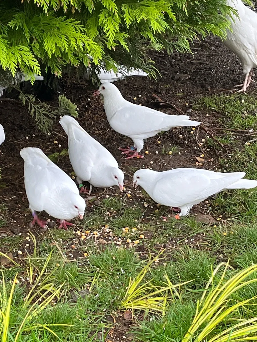 White Logan pigeons - Image 2
