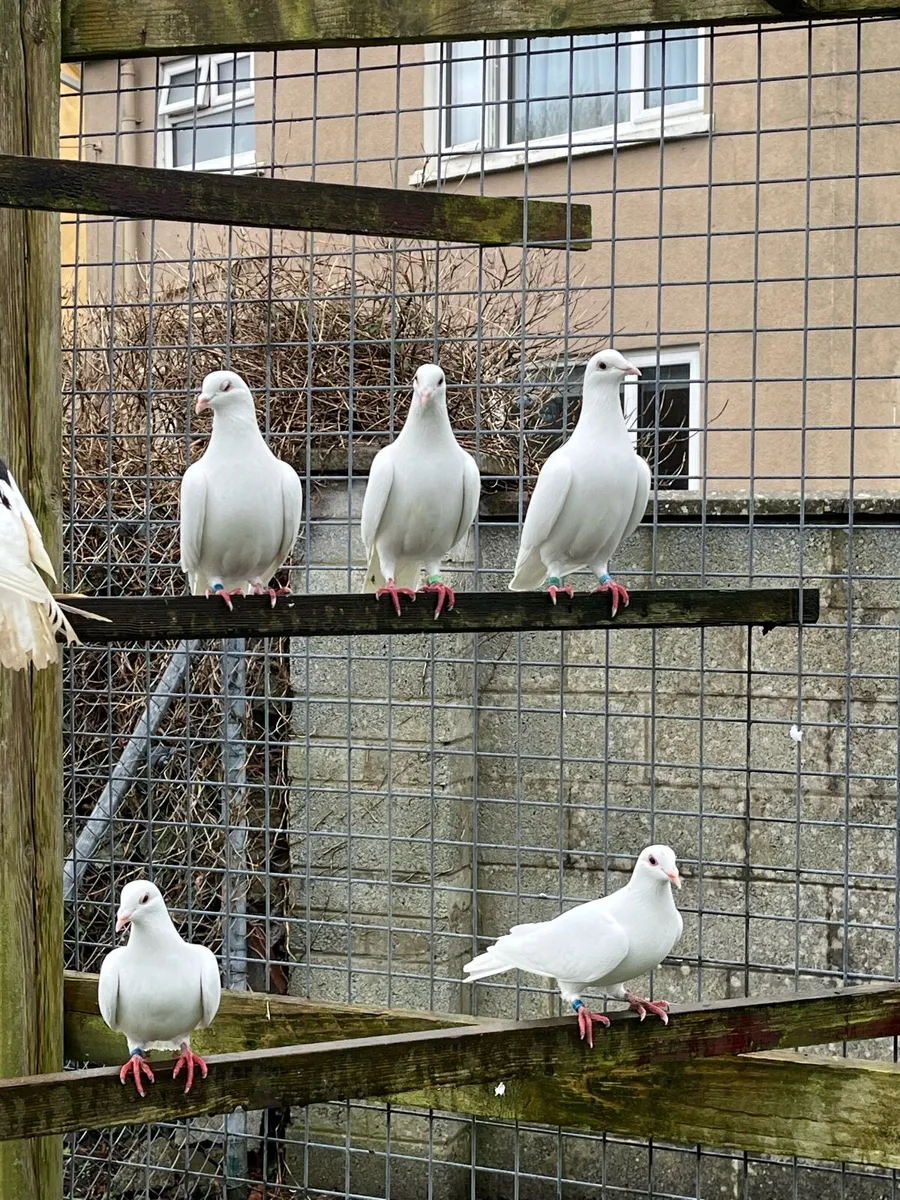 White Logan pigeons - Image 3