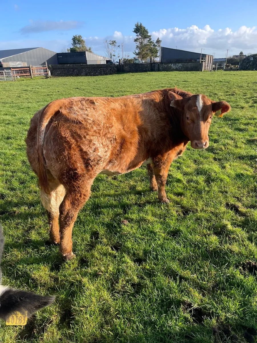 Weanling heifers for  gort mart 11th dec - Image 1