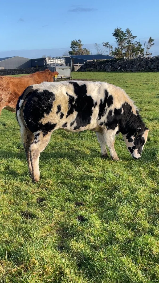 Weanling heifers for  gort mart 11th dec - Image 3