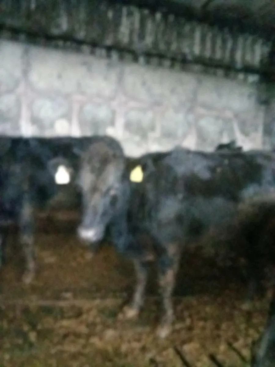 Cattle - Image 3
