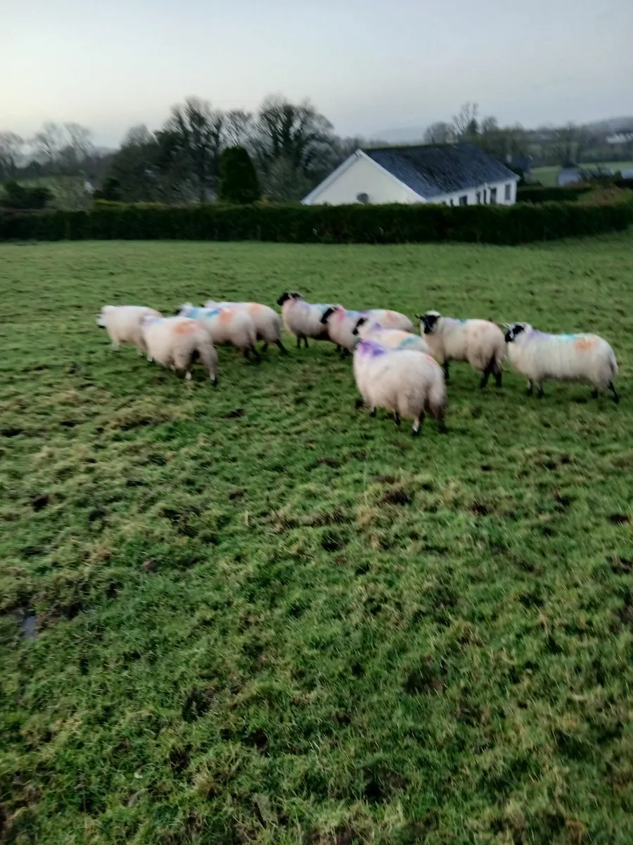 Lambs - Image 1