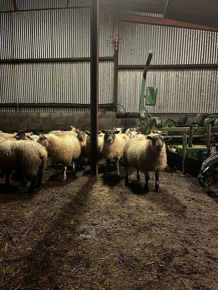 ⭐️⭐️40 Texel X Ewe Lambs for sale⭐️⭐️ - Image 2