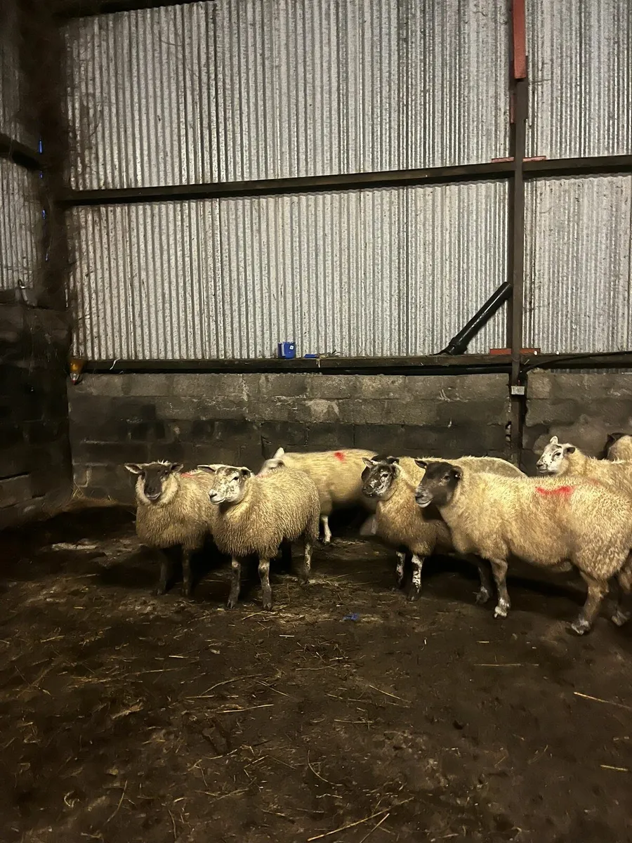 ⭐️⭐️40 Texel X Ewe Lambs for sale⭐️⭐️ - Image 3