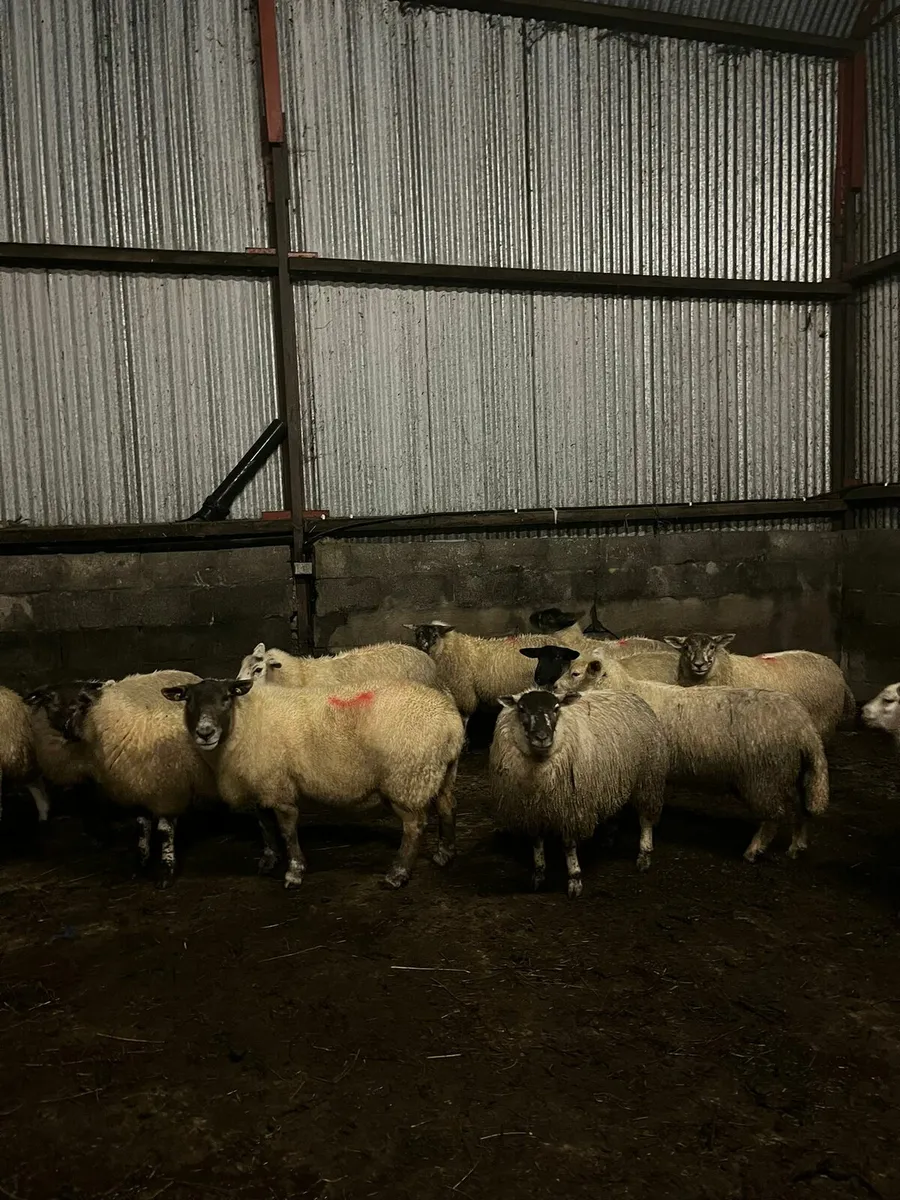 ⭐️⭐️40 Texel X Ewe Lambs for sale⭐️⭐️ - Image 4
