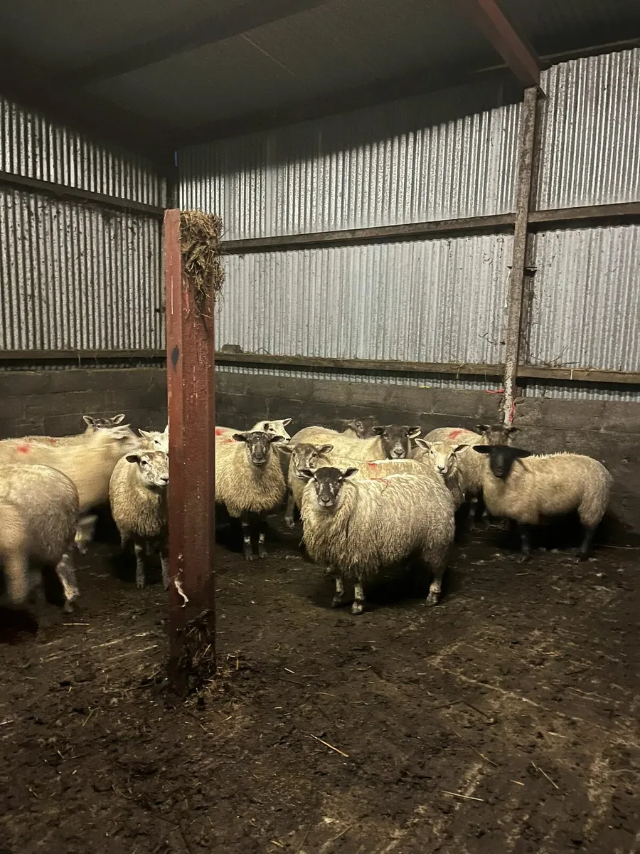 ⭐️⭐️40 Texel X Ewe Lambs for sale⭐️⭐️ - Image 1