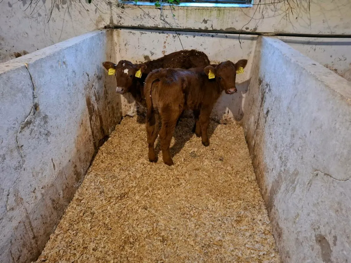 Calves for sale - Image 1