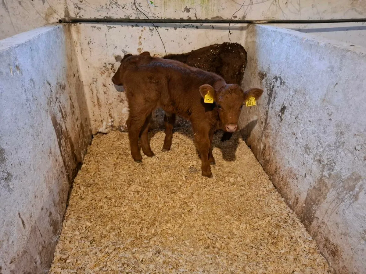 Calves for sale - Image 2