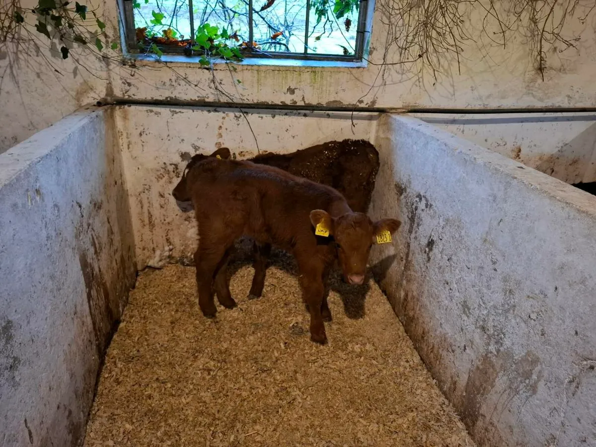 Calves for sale - Image 3
