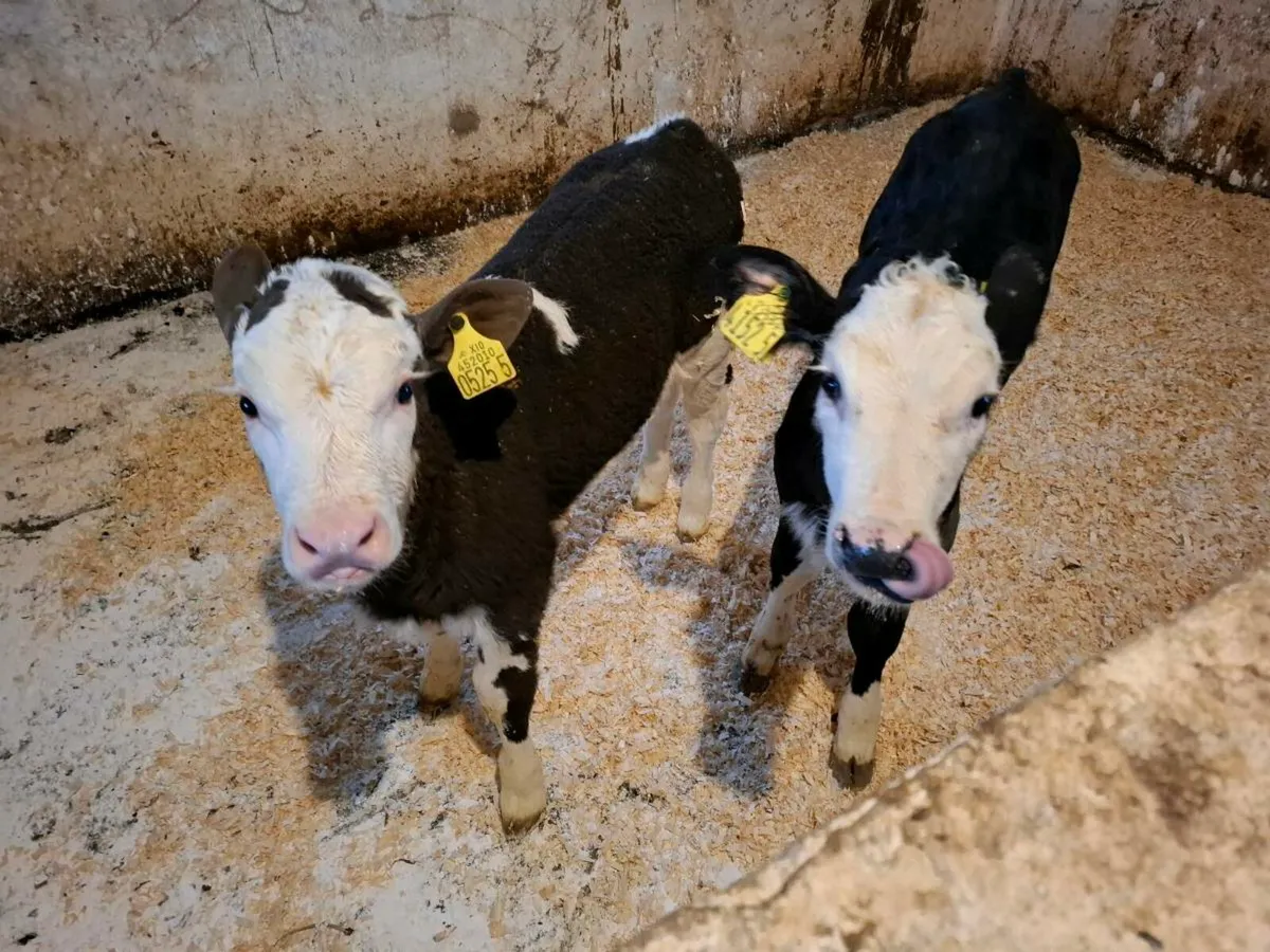 Calves for sale - Image 4