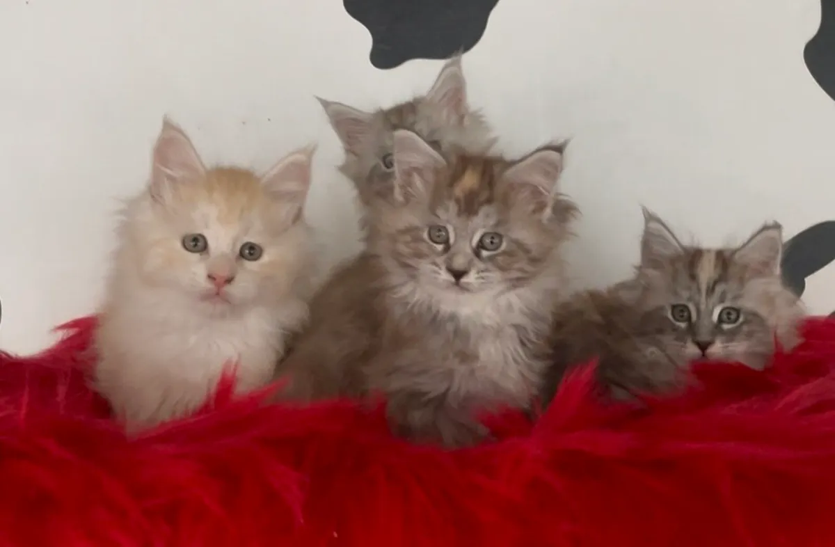 Maine coon kittens - Image 1
