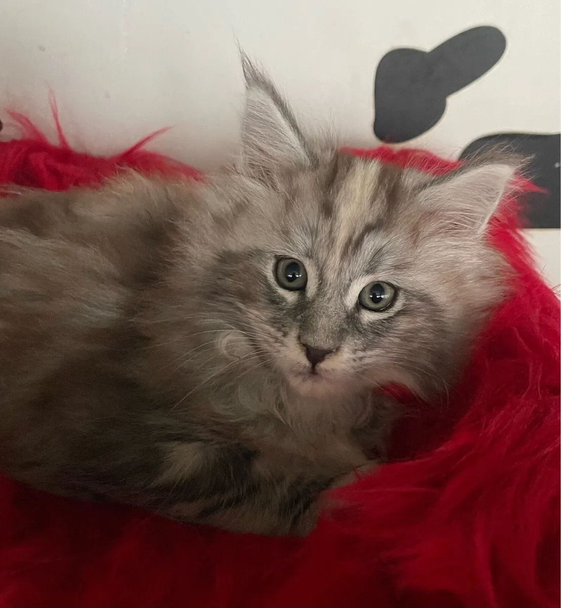 Maine coon kittens - Image 2