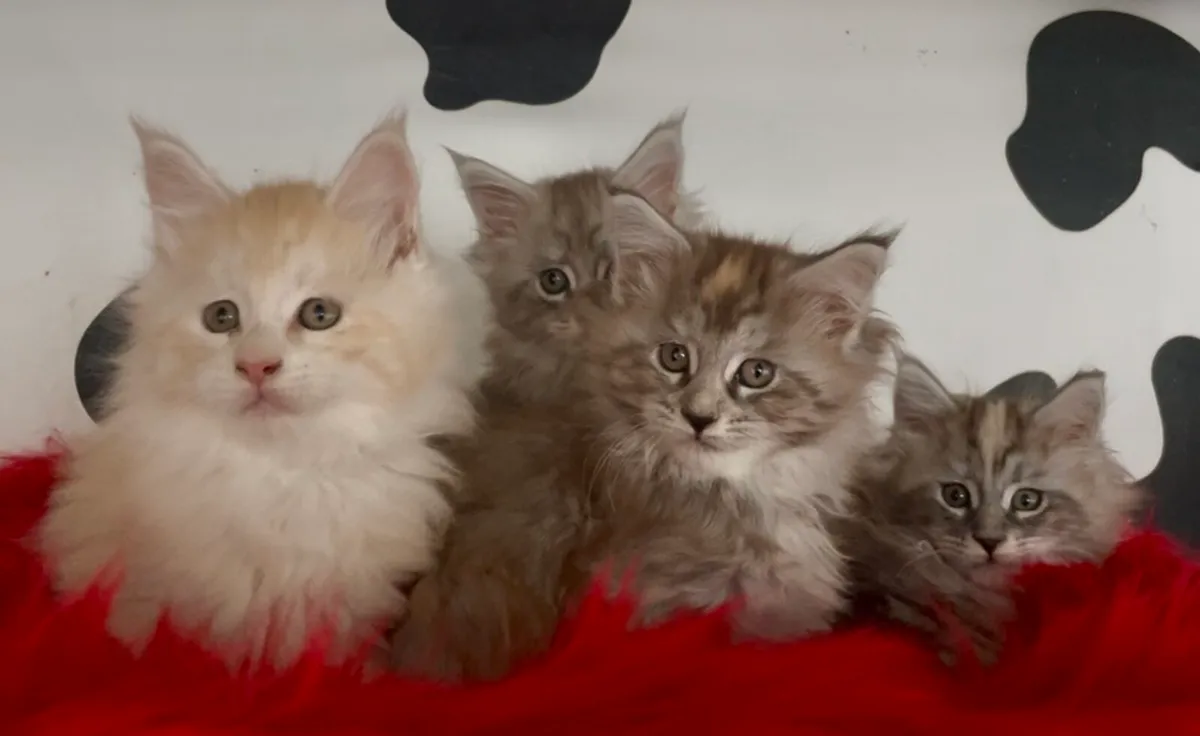 Maine coon kittens - Image 3