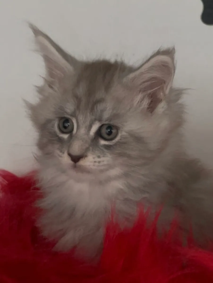 Maine coon kittens - Image 4