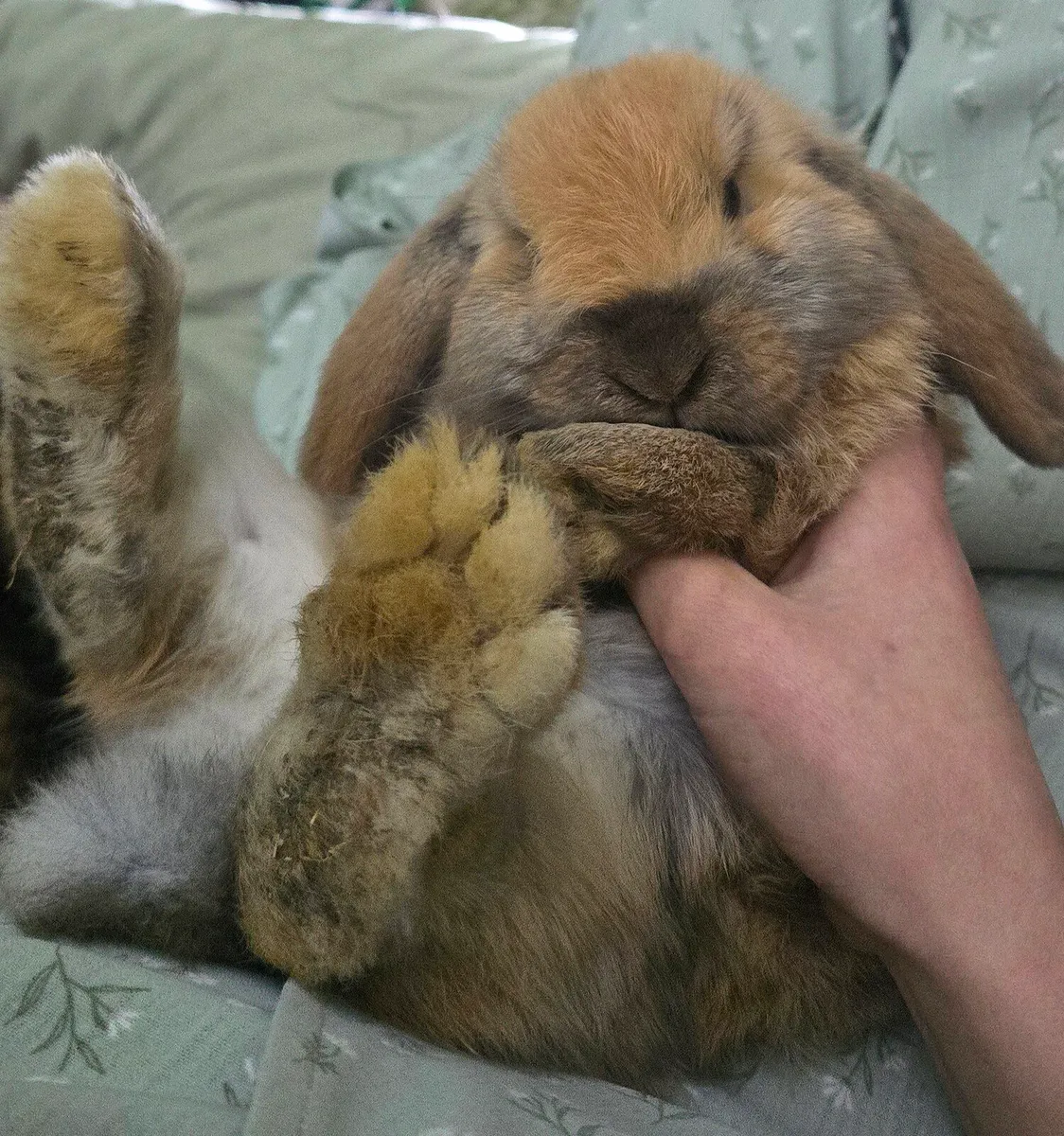 Purebred Mini Lop Bunnies - Image 1